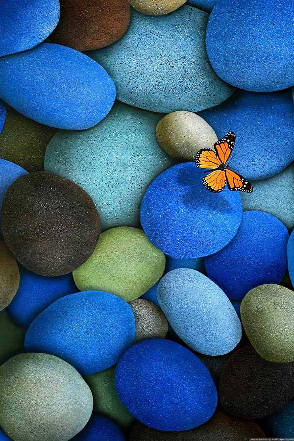 pebbles_butterfly_beautiful_HD_wallpaper