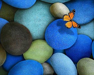 pebbles_butterfly_beautiful_HD_wallpaper